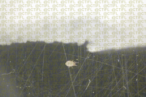 Typhlodromus (Anthoseius) recki (Phytoseiidae) : acarien prédateur de Aculops lycopersici et Tetranychus urticae